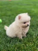 ROSE 🌹 International style Pomeranian, a female Pomeranian for sale in Vancouver, WA – 6 of 6