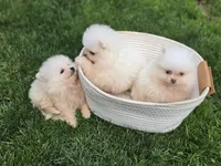 ROSE 🌹 International style Pomeranian, a female Pomeranian for sale in Vancouver, WA – 4 of 6