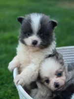 Milo, a male Pomeranian for sale in Vancouver, WA – 6 of 7