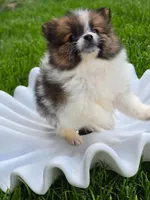 Boss, a male Pomeranian for sale in Vancouver, WA – 3 of 4