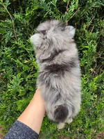 Champ, a male Pomeranian for sale in Vancouver, WA – 3 of 4