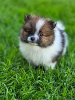 Boss, a male Pomeranian for sale in Vancouver, WA – 1 of 4