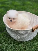Bear - International style Pomeranian, a male Pomeranian for sale in Vancouver, WA – 4 of 10