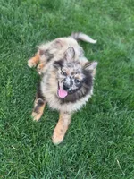 Bentley, a male Pomeranian for sale in Vancouver, WA – 6 of 6