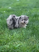 Rocky, a male Pomeranian for sale in Vancouver, WA – 3 of 4