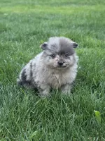 Rocky, a male Pomeranian for sale in Vancouver, WA – 2 of 4