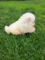 Bear - International style Pomeranian, a male Pomeranian for sale in Vancouver, WA – 8 of 10