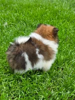 Boss, a male Pomeranian for sale in Vancouver, WA – 2 of 4