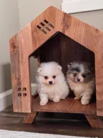 Teaddy, a male Pomeranian for sale in Vancouver, WA – 6 of 6