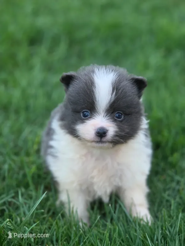 Milo – Pomeranian puppy for sale in Vancouver, WA