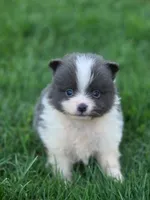 Milo, a male Pomeranian for sale in Vancouver, WA – 1 of 7