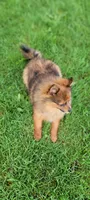 kingsley, a male Pomeranian for sale in Vancouver, WA – Photo 8 of 8