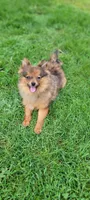 kingsley, a male Pomeranian for sale in Vancouver, WA – Photo 5 of 8