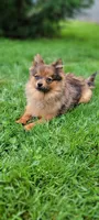 kingsley, a male Pomeranian for sale in Vancouver, WA – Photo 3 of 8