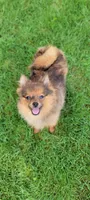 kingsley, a male Pomeranian for sale in Vancouver, WA – Photo 1 of 8