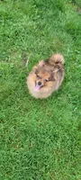 kingsley, a male Pomeranian for sale in Vancouver, WA – Photo 4 of 8