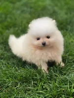 Bear - International style Pomeranian, a male Pomeranian for sale in Vancouver, WA – 7 of 10
