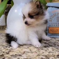 Bentley 🩵 mini / XS, a male Pomeranian for sale in Vancouver, WA – Photo 3 of 8