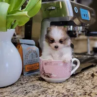 Bentley 🩵 mini / XS, a male Pomeranian for sale in Vancouver, WA – Photo 7 of 8