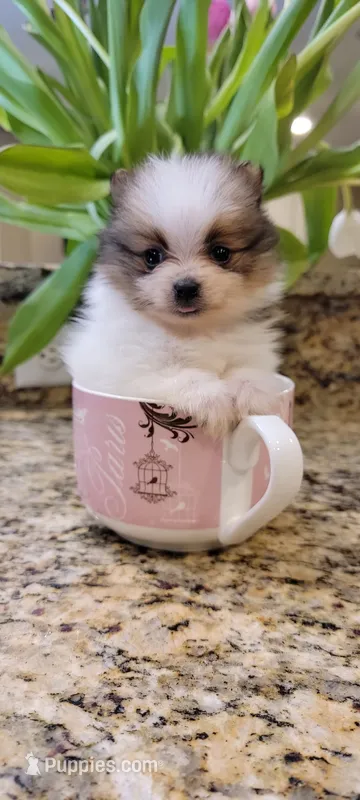 Bentley 🩵 mini / XS