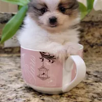 Bentley 🩵 mini / XS, a male Pomeranian for sale in Vancouver, WA – Photo 1 of 8