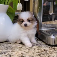 Bentley 🩵 mini / XS, a male Pomeranian for sale in Vancouver, WA – Photo 4 of 8