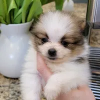 Bentley 🩵 mini / XS, a male Pomeranian for sale in Vancouver, WA – Photo 2 of 8