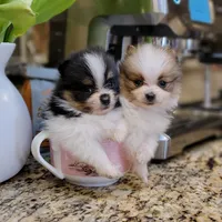 Bentley 🩵 mini / XS, a male Pomeranian for sale in Vancouver, WA – Photo 5 of 8