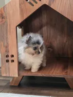 Teaddy, a male Pomeranian for sale in Vancouver, WA – 2 of 6