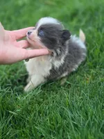 Max, a male Pomeranian for sale in Vancouver, WA – 2 of 5