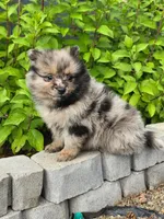 Luxin, a male Pomeranian for sale in Vancouver, WA – 4 of 4