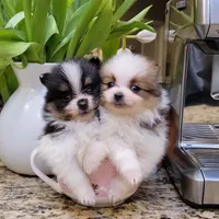 Lexin - small Bear Pom, a male Pomeranian for sale in Vancouver, WA – Photo 8 of 8