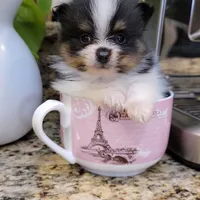 Lexin - small Bear Pom, a male Pomeranian for sale in Vancouver, WA – Photo 2 of 8