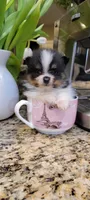 Lexin - small Bear Pom, a male Pomeranian for sale in Vancouver, WA – Photo 2 of 8