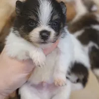 Lexin - small Bear Pom, a male Pomeranian for sale in Vancouver, WA – Photo 3 of 8