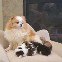 Lexin - small Bear Pom, a male Pomeranian for sale in Vancouver, WA – Photo 5 of 8