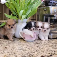 Lexin - small Bear Pom, a male Pomeranian for sale in Vancouver, WA – Photo 6 of 8