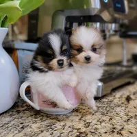 Lexin - small Bear Pom, a male Pomeranian for sale in Vancouver, WA – Photo 7 of 8