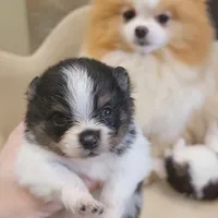 Lexin - small Bear Pom, a male Pomeranian for sale in Vancouver, WA – Photo 4 of 8