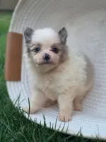 Viky, a female Pomeranian for sale in Vancouver, WA – 3 of 5