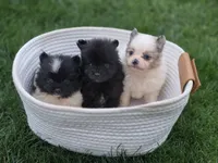 Violet, a female Pomeranian for sale in Vancouver, WA – 5 of 6