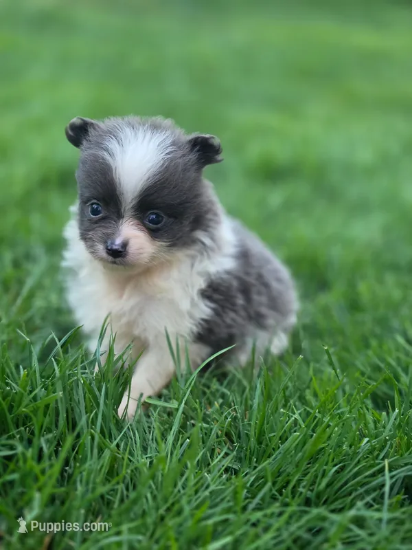 Max – Pomeranian puppy for sale in Vancouver, WA
