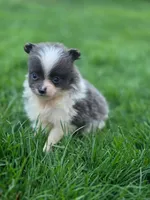 Max, a male Pomeranian for sale in Vancouver, WA – 1 of 5