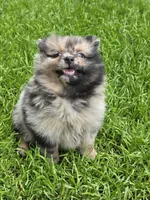 Luxin, a male Pomeranian for sale in Vancouver, WA – 2 of 4