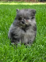 Violet, a female Pomeranian for sale in Vancouver, WA – 3 of 6