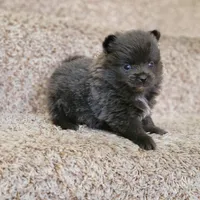 Shadow - BLUE Pom! RARE!!!, a male Pomeranian for sale in Vancouver, WA – Photo 3 of 9