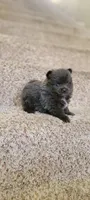 Shadow - BLUE Pom! RARE!!!, a male Pomeranian for sale in Vancouver, WA – Photo 3 of 9