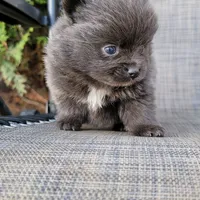 Shadow - BLUE Pom! RARE!!!, a male Pomeranian for sale in Vancouver, WA – Photo 6 of 9