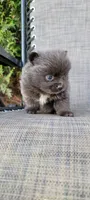 Shadow - BLUE Pom! RARE!!!, a male Pomeranian for sale in Vancouver, WA – Photo 6 of 9