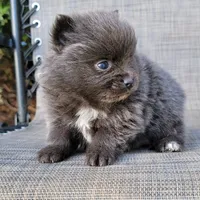 Shadow - BLUE Pom! RARE!!!, a male Pomeranian for sale in Vancouver, WA – Photo 4 of 9